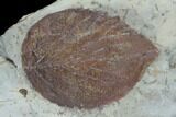 Fossil Leaves (Beringiaphyllum, Davidia) - Montana #101890-2